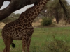 zoo