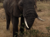 zoo2
